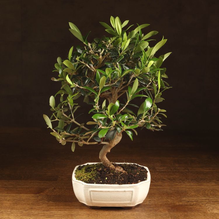 Бонсай Олива 40 см фото 1 &mdash; Luxury Plants