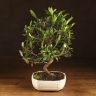 Бонсай Олива 40 см фото 1 &mdash; Luxury Plants