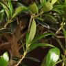Бонсай Олива 40 см фото 5 &mdash; Luxury Plants