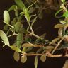 Бонсай Олива 40 см фото 4 &mdash; Luxury Plants