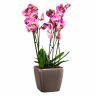 Орхидея фаленопсис Cinders в Lechuza Quadro LS 21 фото 3 &mdash; Luxury Plants