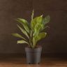 Аглаонема Страйпс 60/17 фото 1 &mdash; Luxury Plants