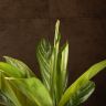 Аглаонема Страйпс 60/17 фото 2 &mdash; Luxury Plants