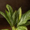 Аглаонема Страйпс 60/17 фото 3 &mdash; Luxury Plants