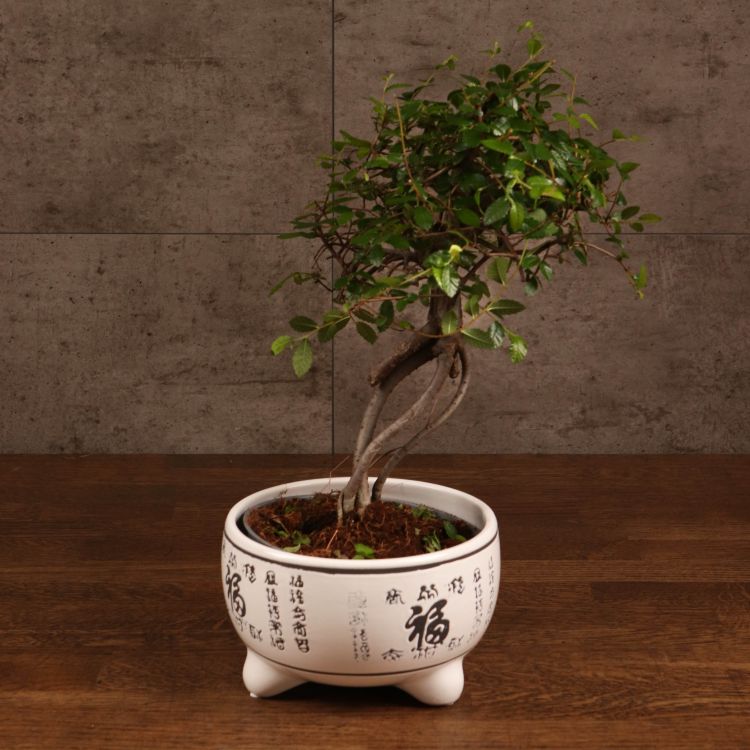 Бонсай Вяз в белом кашпо с иероглифами 35 см фото 1 &mdash; Luxury Plants