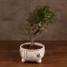 Бонсай Вяз в белом кашпо с иероглифами 35 см фото 1 &mdash; Luxury Plants