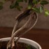 Бонсай Вяз в белом кашпо с иероглифами 35 см фото 2 &mdash; Luxury Plants
