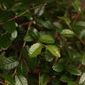 Бонсай Вяз в белом кашпо с иероглифами 35 см фото 4 &mdash; Luxury Plants