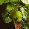 Полисциас Лимонный 40/12 фото 4 &mdash; Luxury Plants