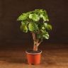 Полисциас Лимонный 40/12 фото 1 &mdash; Luxury Plants