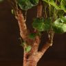 Полисциас Лимонный 40/12 фото 3 &mdash; Luxury Plants