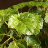 Полисциас Лимонный 40/12 фото 2 &mdash; Luxury Plants