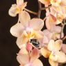 Орхидея Фаленопсис Аромио Парфюмерная Фабрика в кашпо фото 2 &mdash; Luxury Plants
