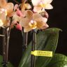 Орхидея Фаленопсис Аромио Парфюмерная Фабрика в кашпо фото 3 &mdash; Luxury Plants