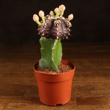 Гимнокалициум 20/10 фиолетовый &mdash; Luxury Plants
