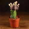 Гимнокалициум 20/10 фиолетовый фото 1 &mdash; Luxury Plants