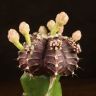 Гимнокалициум 20/10 фиолетовый фото 2 &mdash; Luxury Plants