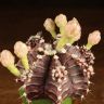 Гимнокалициум 20/10 фиолетовый фото 3 &mdash; Luxury Plants