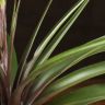 Тилландсия Антонио 40/12 фото 3 &mdash; Luxury Plants