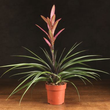 Тилландсия Антонио 40/12 &mdash; Luxury Plants