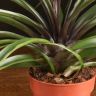 Тилландсия Антонио 40/12 фото 5 &mdash; Luxury Plants