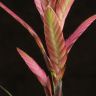 Тилландсия Антонио 40/12 фото 2 &mdash; Luxury Plants