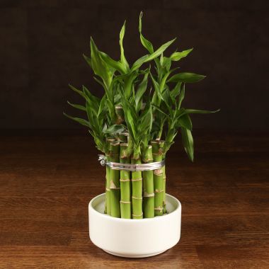 Бамбук Лаки в белой керамике &mdash; Luxury Plants