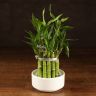 Бамбук Лаки в белой керамике фото 1 &mdash; Luxury Plants