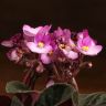Фиалка бело-фиолетовая 15/12 фото 3 &mdash; Luxury Plants