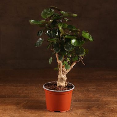 Полисциас Фабиан 40/12 &mdash; Luxury Plants
