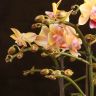 Орхидея Фаленопсис мультифлора Аромио Спайси ароматная 4ст фото 3 &mdash; Luxury Plants