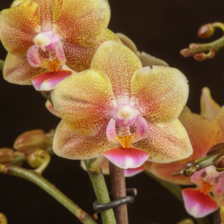Орхидея Фаленопсис мультифлора Аромио Спайси ароматная 4ст фото 1 &mdash; Luxury Plants