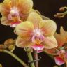 Орхидея Фаленопсис мультифлора Аромио Спайси ароматная 4ст фото 1 &mdash; Luxury Plants