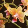 Орхидея Фаленопсис мультифлора Аромио Спайси ароматная 4ст фото 5 &mdash; Luxury Plants