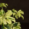Шеффлера Жанин 20/9 фото 2 &mdash; Luxury Plants