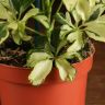 Шеффлера Жанин 20/9 фото 3 &mdash; Luxury Plants