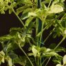 Шеффлера Жанин 20/9 фото 4 &mdash; Luxury Plants