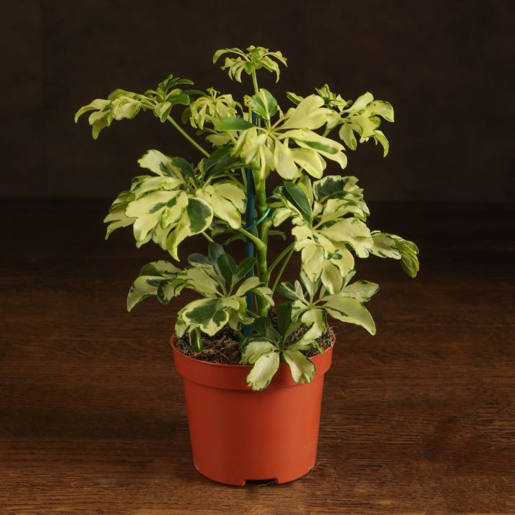 Шеффлера Жанин 20/9 фото 1 &mdash; Luxury Plants