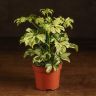 Шеффлера Жанин 20/9 фото 1 &mdash; Luxury Plants