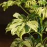Шеффлера Жанин 20/9 фото 5 &mdash; Luxury Plants