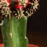 Гимнокалициум 20/10 зелено-розовый фото 3 &mdash; Luxury Plants