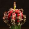 Гимнокалициум 20/10 зелено-розовый фото 4 &mdash; Luxury Plants