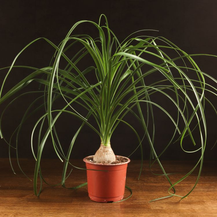 Нолина 50/15 фото 1 &mdash; Luxury Plants