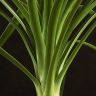 Нолина 50/15 фото 4 &mdash; Luxury Plants