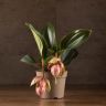 Мединилла Ламбада 40/14 фото 1 &mdash; Luxury Plants