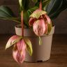 Мединилла Ламбада 40/14 фото 2 &mdash; Luxury Plants