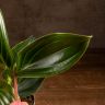 Мединилла Ламбада 40/14 фото 3 &mdash; Luxury Plants