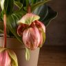 Мединилла Ламбада 40/14 фото 4 &mdash; Luxury Plants