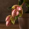 Мединилла Ламбада 40/14 фото 5 &mdash; Luxury Plants