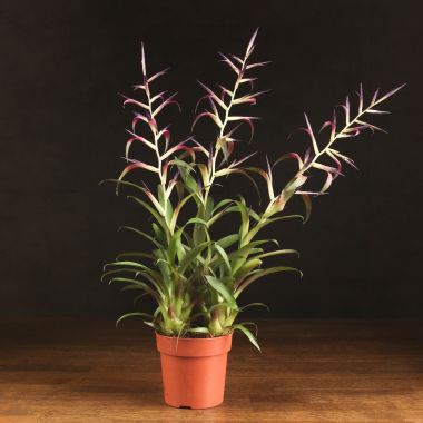Тилландсия Мора 50/12 &mdash; Luxury Plants
